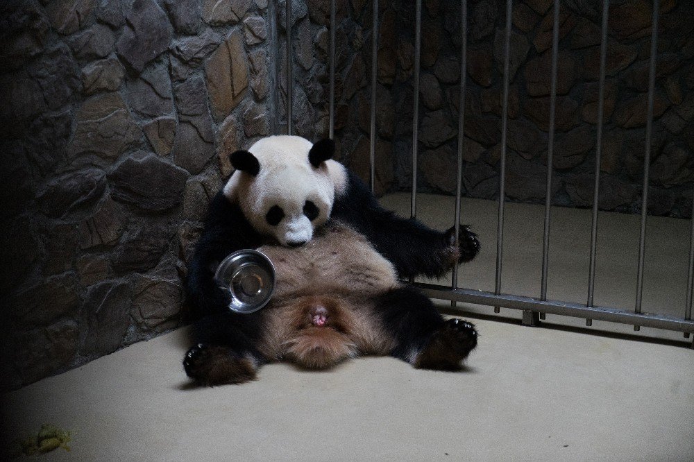 Çin’deki dev pandalar depremden etkilenmedi