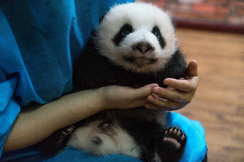 Çin’deki dev pandalar depremden etkilenmedi