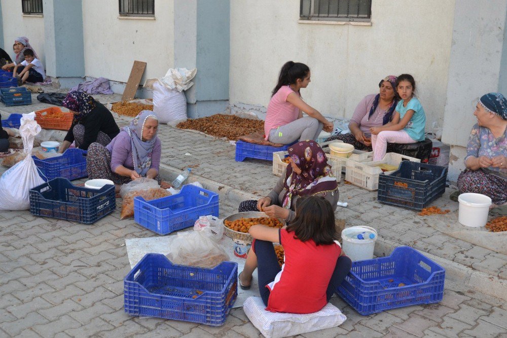 Kayısıda patik dönemi başladı