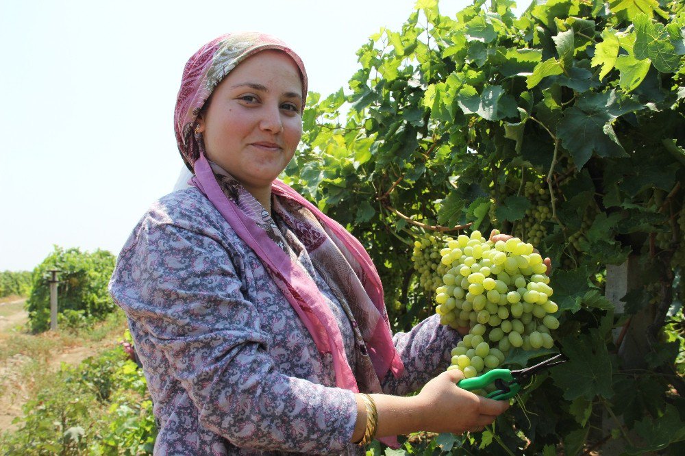 Türk üzümü bir yıl aradan sonra Rusya pazarında