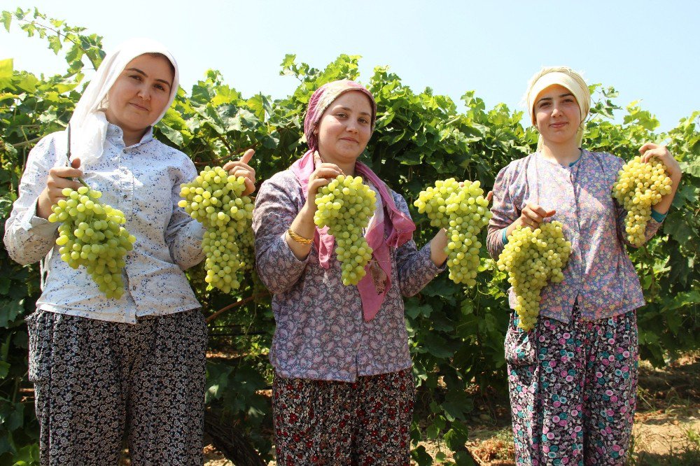 Türk üzümü bir yıl aradan sonra Rusya pazarında