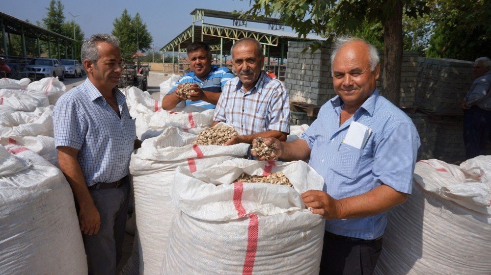 Sarıgöl’de haşhaş kapsülü alımları başladı