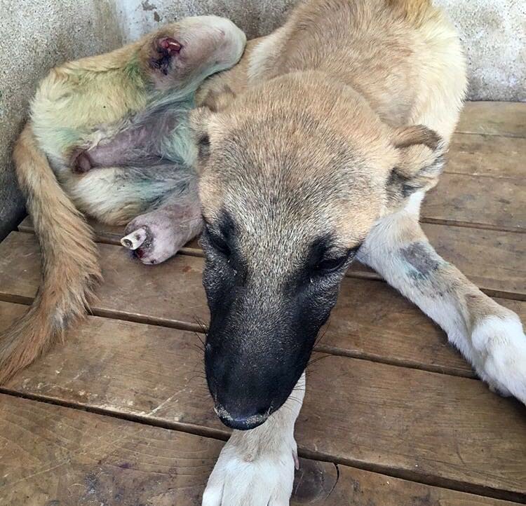 Mardin’de yaralanan köpekler İstanbul’da tedavi edilecek