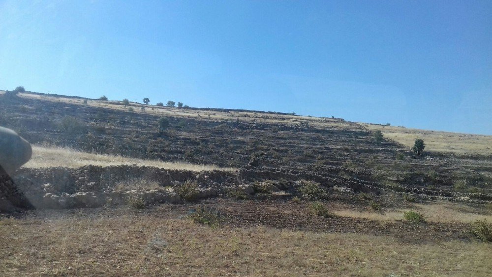 Midyat’ta yangın 50 dönümlük araziye zarar verdi