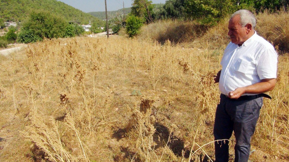 Astronotların beslenmesinde kullanılan kinoada ilk hasat heyecanı