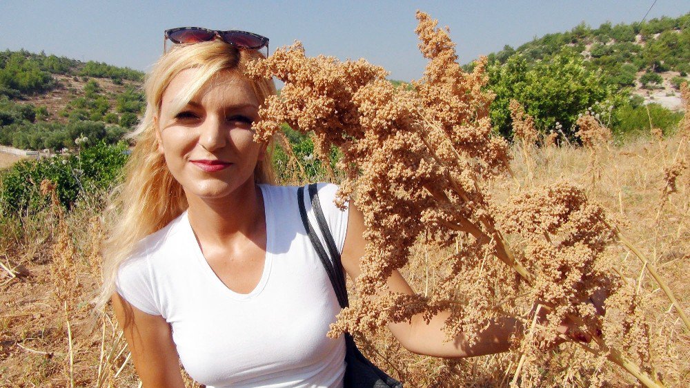 Astronotların beslenmesinde kullanılan kinoada ilk hasat heyecanı