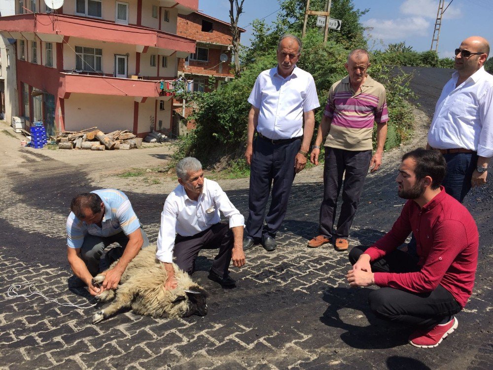 Asfalt için kurban kestiler