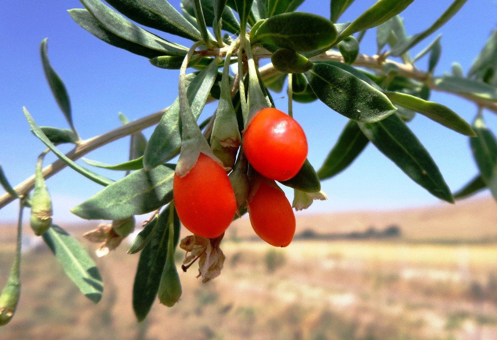 Mutluluk meyvesi goji berry Van’da üretildi