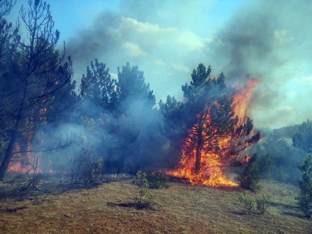 Kastamonu’da ormanlık alanda yangın