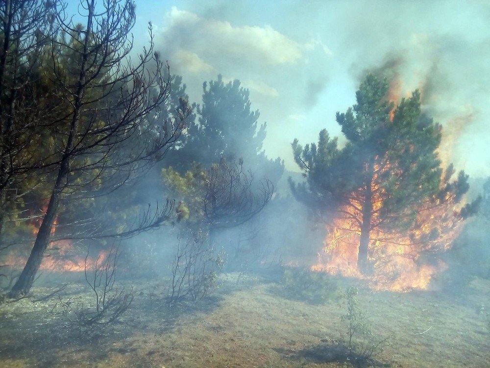 Kastamonu’da ormanlık alanda yangın