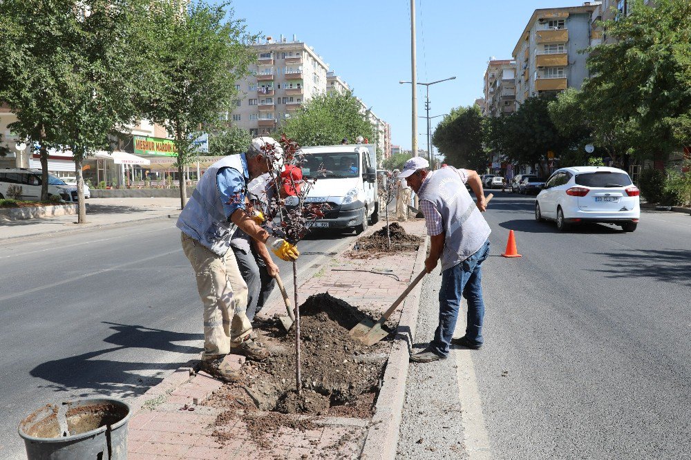 Büyükşehir Belediyesi yeşil bir kent için çalışıyor