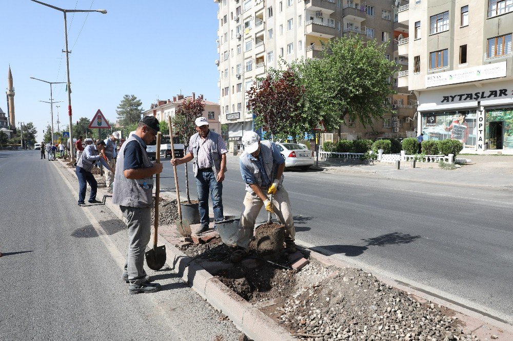 Büyükşehir Belediyesi yeşil bir kent için çalışıyor