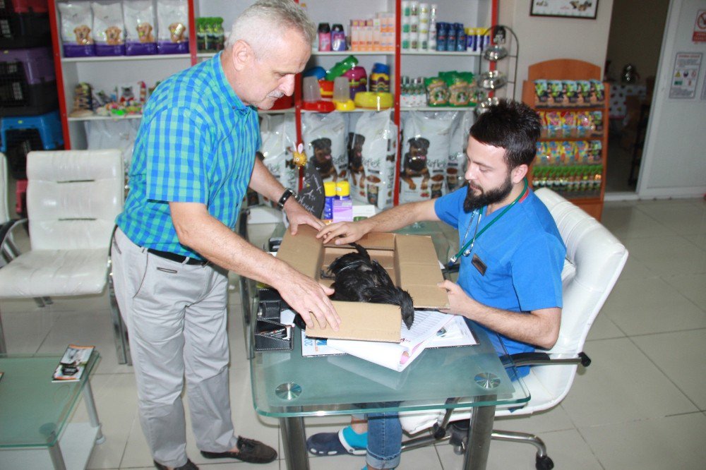 Tavuğunun ölüm sebebini öğrenmek için otopsi yaptırdı