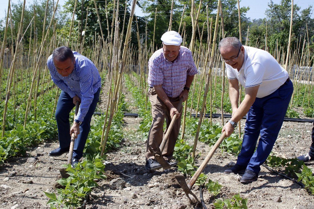 Başkan Böcek, Çandır Fasulyesi çapaladı