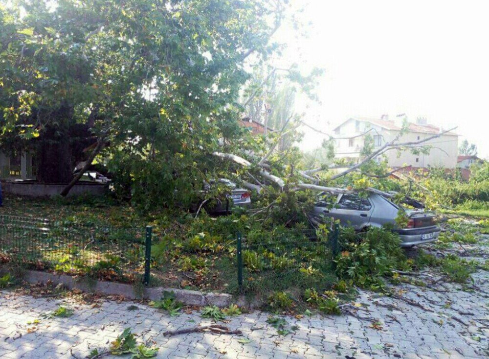 350 yıllık çınar ağacının dalları araçların üzerine devrildi