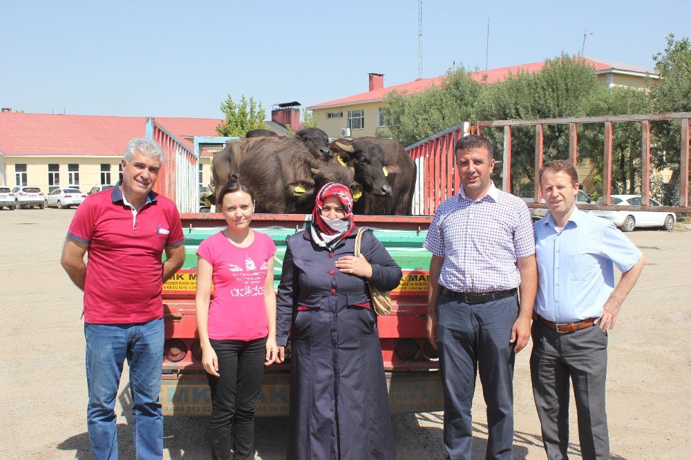 Muşlu genç çiftçilere mandaları dağıtıldı