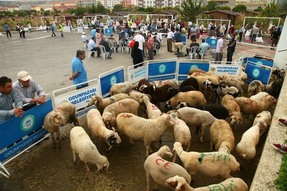 Odunpazarı’ndan ücretsiz kurban kesim hizmeti