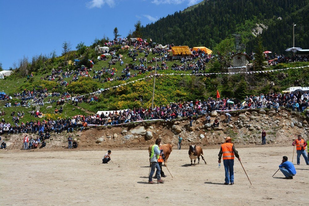 Ege’nin boğaları ile Karadeniz’in boğaları dostluk için güreşecek