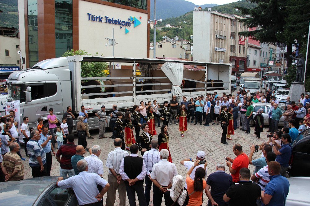 Ege’nin boğaları ile Karadeniz’in boğaları dostluk için güreşecek