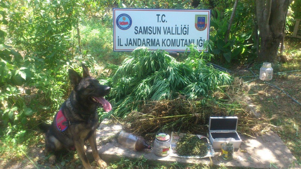 Samsun’da uyuşturucu operasyonları