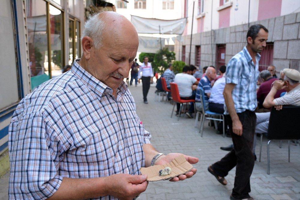 Yuvasından düşen yavru kumru için seferber oldular