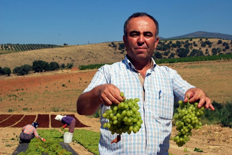 Sultaniye üzümleri kurutulmaya başlandı