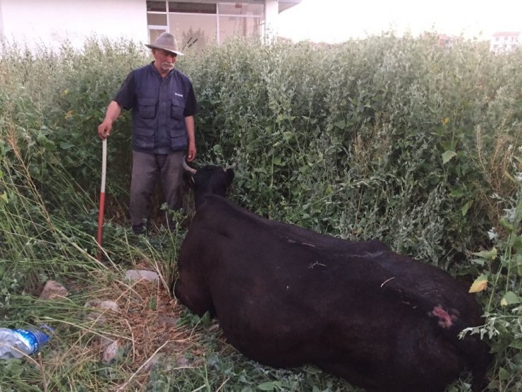 İnek sahibinin gözü önünde su kuyusuna düştü