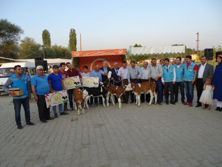 Hisarcık’ta ’en güzel buzağı’ yarışması