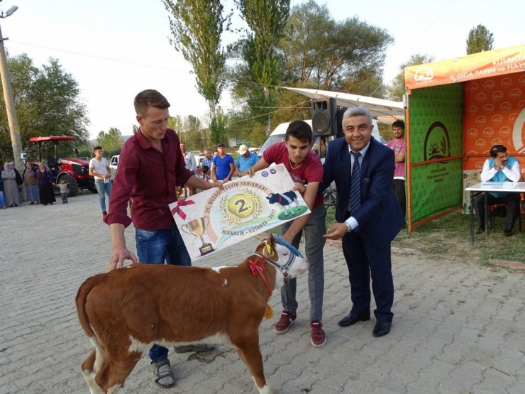 Hisarcık’ta ’en güzel buzağı’ yarışması