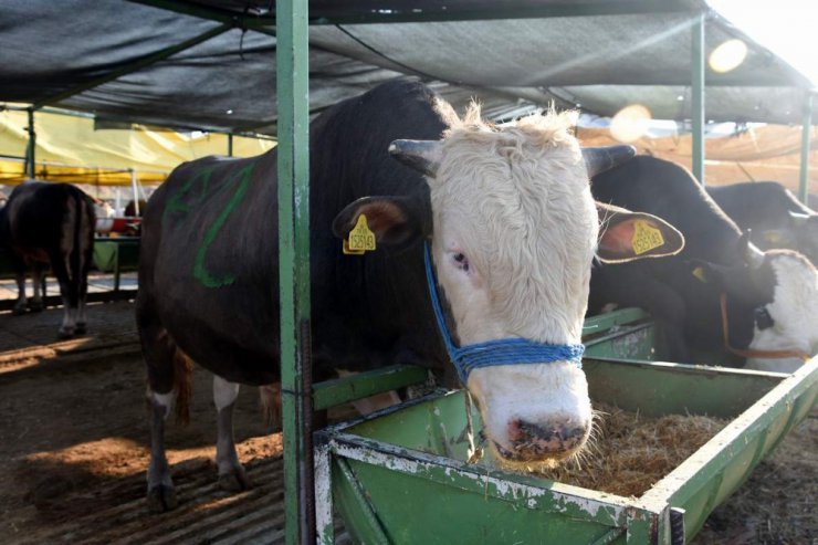 1 ton 150 kiloluk "Ağrı’nın Gülü" 16 bin liraya satışa çıktı