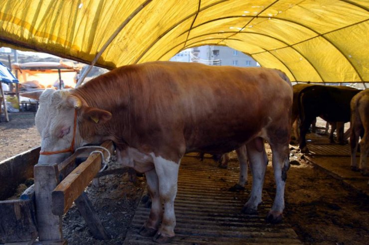 1 ton 150 kiloluk "Ağrı’nın Gülü" 16 bin liraya satışa çıktı