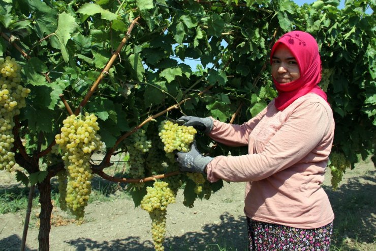 Üzüm üreticisinin fiyat beklentisi 5 liranın üzerinde