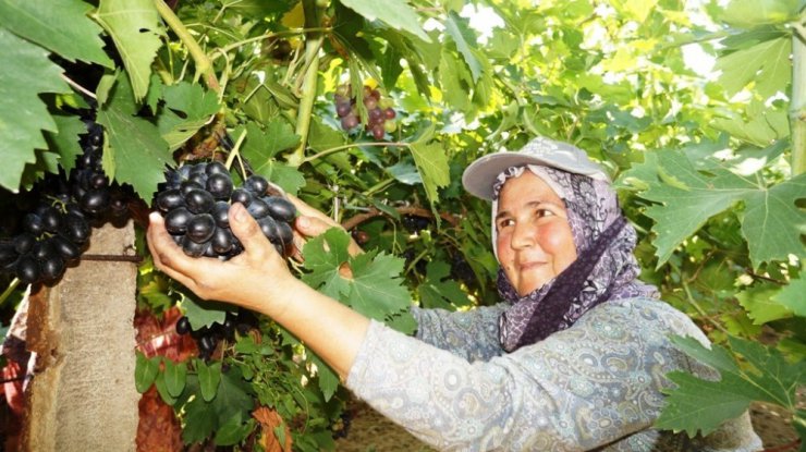 Sarıgöl’de her türlü üzüm çeşidi bulunuyor