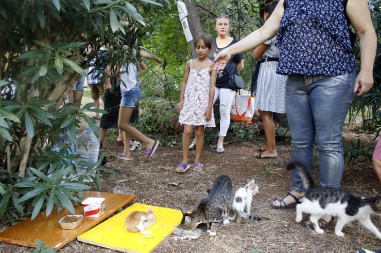 Antalya’daki ‘kedi katliamına’ site sakinlerinden tepki