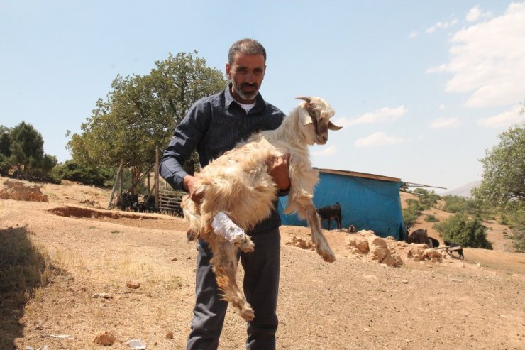 Elazığ’da trenin çarptığı 90 keçi telef oldu