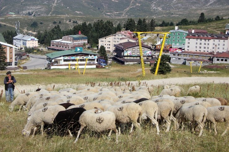 Bu koyunlar en lüks yerde otluyor