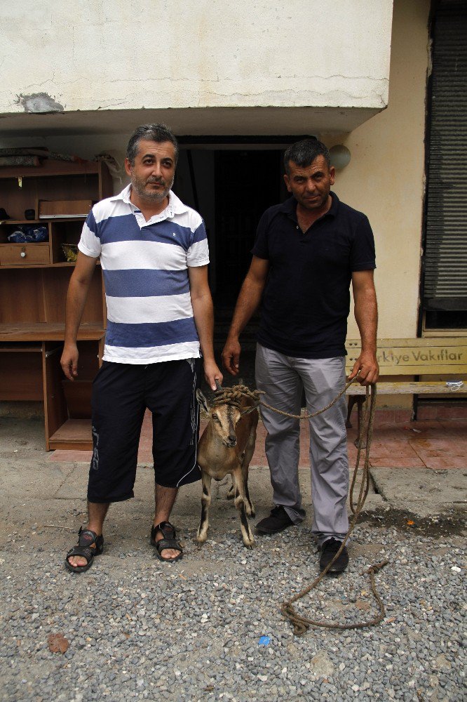 Uçuruma düşen yaralı dağ keçisi koruma altına alındı