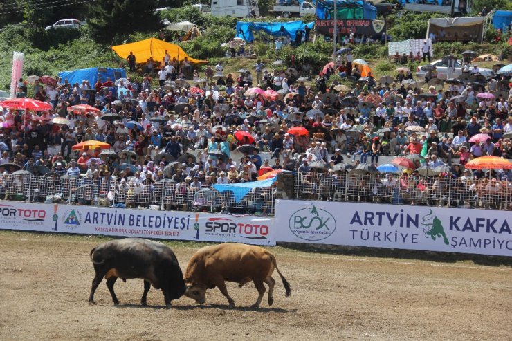 Ege’nin şampiyon boğaları Artvin’de Türkiyebirinciliği için arenaya çıktı