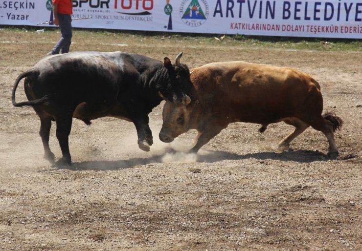 Ege’nin şampiyon boğaları Artvin’de Türkiyebirinciliği için arenaya çıktı