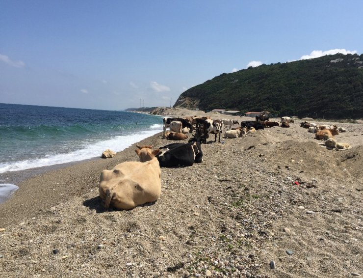 Kurban öncesi sıcaktan bunalan inekler plaja indi