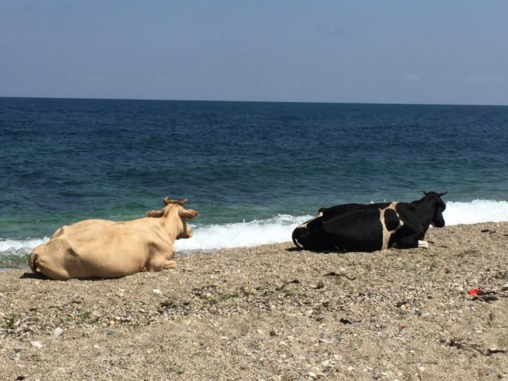 Kurban öncesi sıcaktan bunalan inekler plaja indi