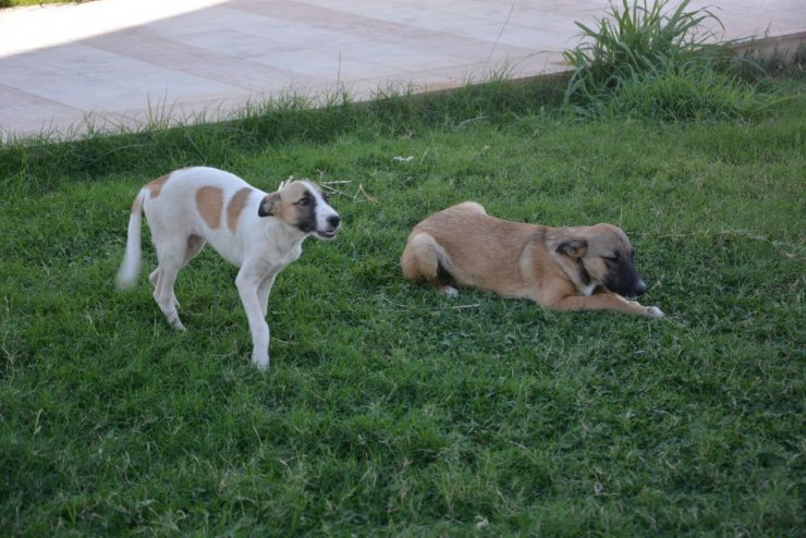 Savaştan kaçan sokak köpekleri toplanıyor