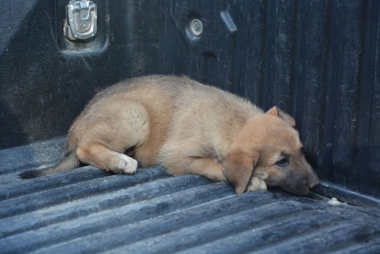 Savaştan kaçan sokak köpekleri toplanıyor