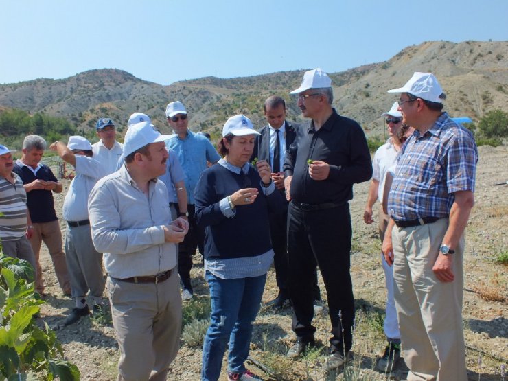 Tıbbi Aromatik Bitki Üretim Merkezi’nde sona gelindi