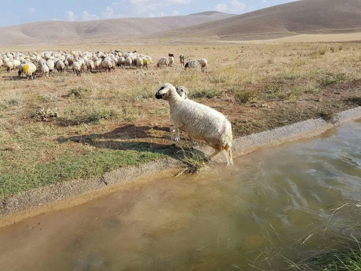 Anadolu aslanı boğulmakta olan koyunu ölümden kurtardı.