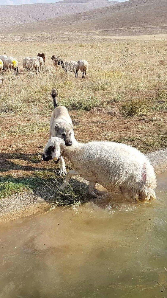 Anadolu aslanı boğulmakta olan koyunu ölümden kurtardı.