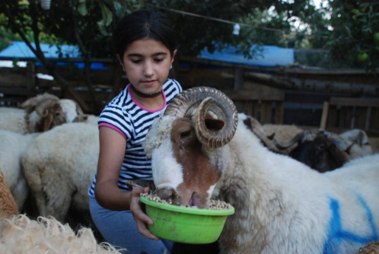 Kurbanlık koçları pazara inmeden sattı