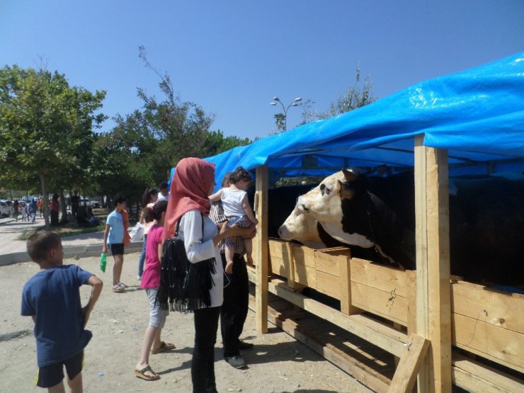 Patnoslu tosunlar Mudanya’da