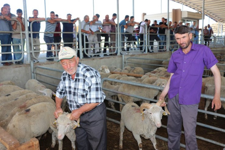 Edirne’de 3 bin 585 işletmede 331 bin adet küçükbaş hayvan yetiştiriliyor