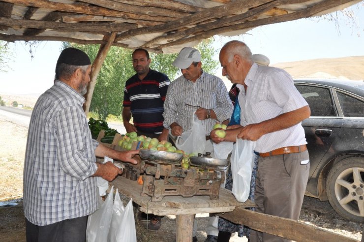 Muş’ta elma hasadı başladı